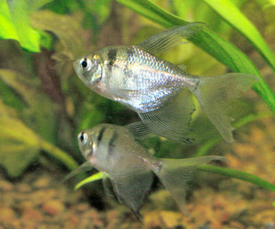 GYMNOCORYMBUS TERNETZI